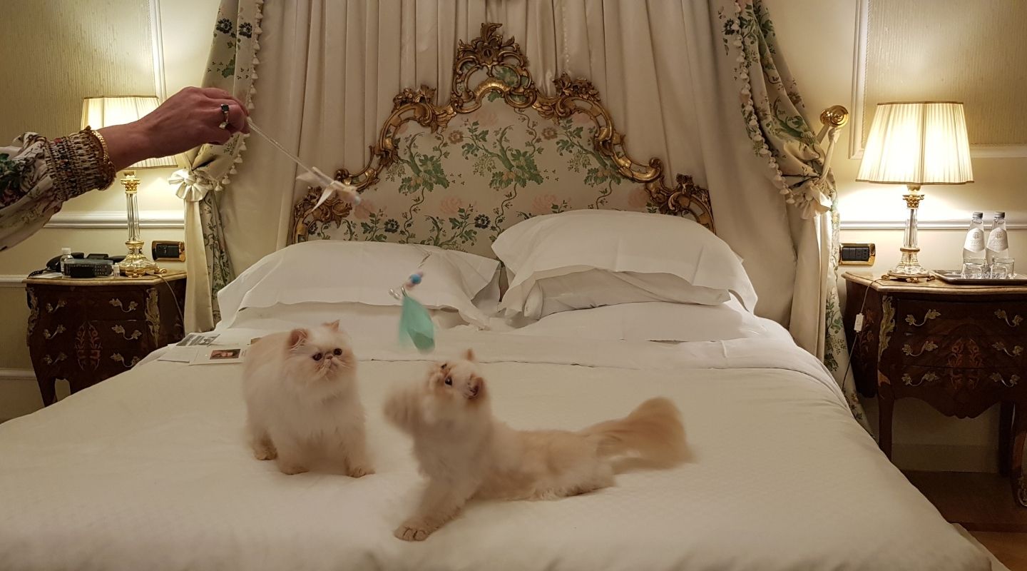 Pet Friendly