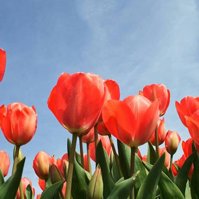 Tulipani